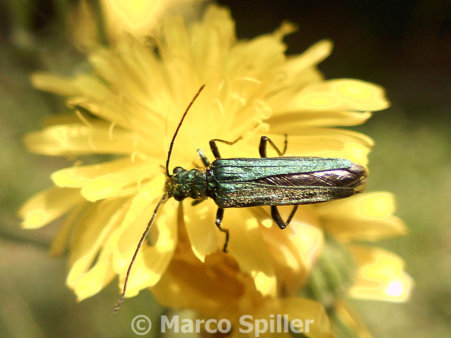 Oedemera nobilis - Femmina